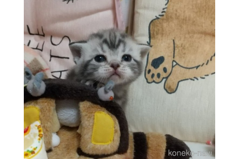 成約済の埼玉県のアメリカンショートヘア-51118の1枚目